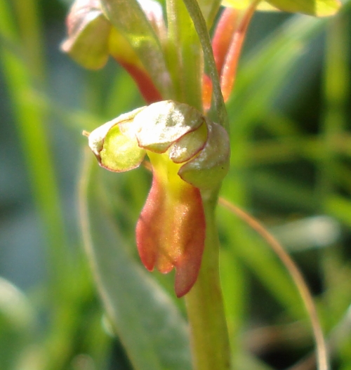 Chamorchis alpina, Malaxis monophyllos e altro...